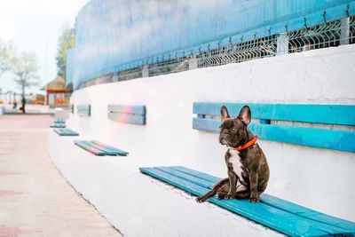 French bulldog dog sitting on blue bench on the beach