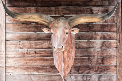 Hunting trophy on wooden wall