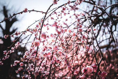 Low angle view of cherry blossom