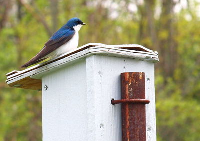 Close-up of bird perching on wooden birdhouse