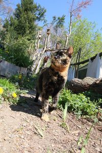 Cat on a tree