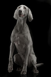 Portrait of dog sitting against black background