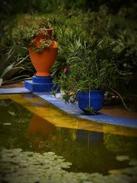 Close-up of plants in yard