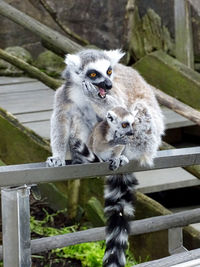 Lemur family sitting on railing