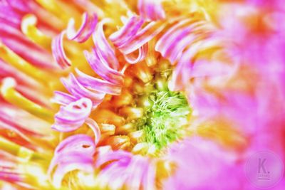 Full frame shot of pink flower