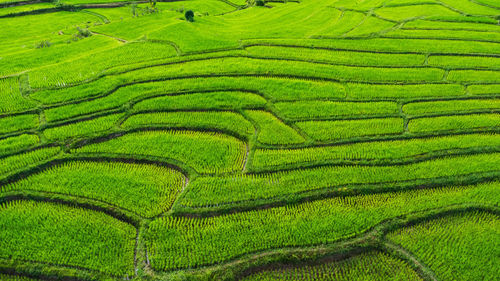 Scenic view of agricultural field