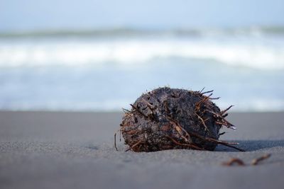 Close-up of crab on beach