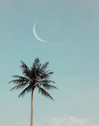 Low angle view of coconut palm tree against sky