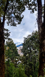 Trees growing in forest against sky