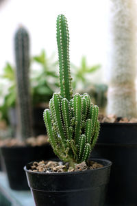 Close-up of succulent plant in pot