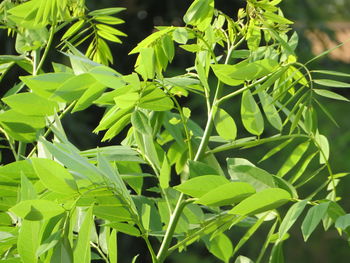 Close-up of green leaves