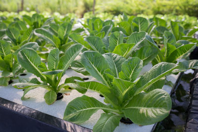Close-up of fresh green plant in field