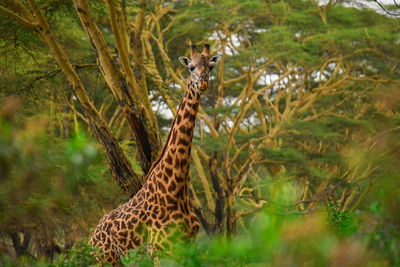 Portrait of giraffe in a forest