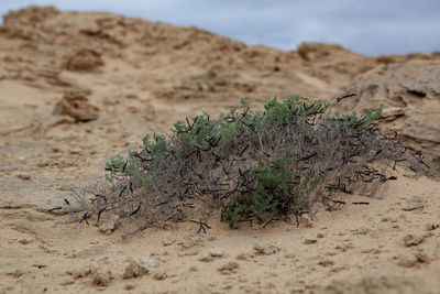 Plant growing on sand