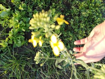 Midsection of person touching flowering plants