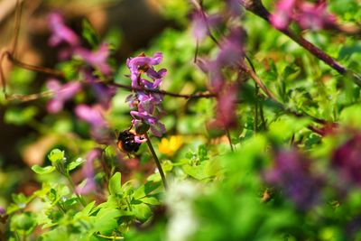 Close-up of purple flowering plant