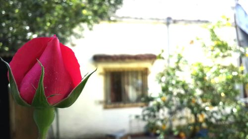 Close-up of red rose