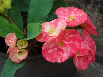 Close-up of pink rose flowers