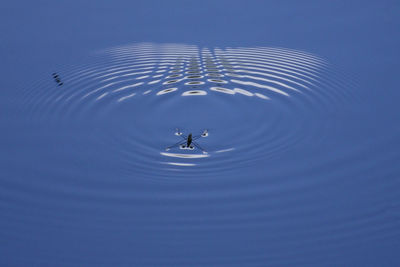 Swan swimming in lake