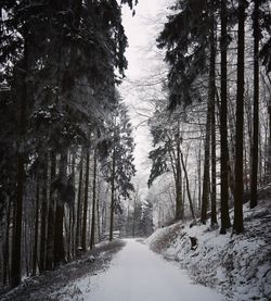 Trail amidst trees in forest during winter