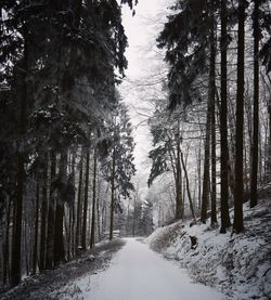 Snow covered trees in forest against sky