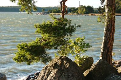 Trees growing by sea