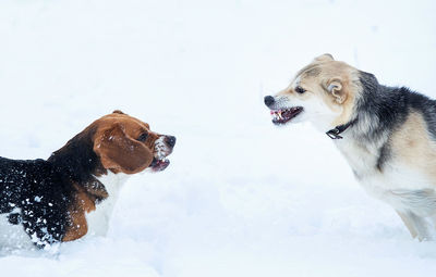 Dog in snow on field during winter