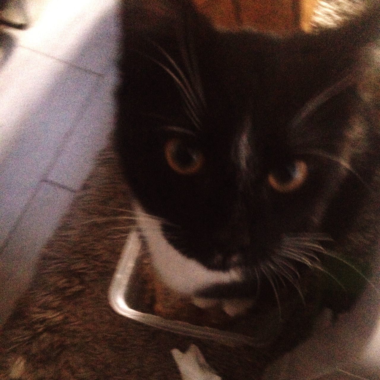 CLOSE-UP PORTRAIT OF CAT ON FLOOR