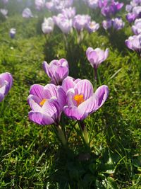 Close-up of purple crocus flowers on field