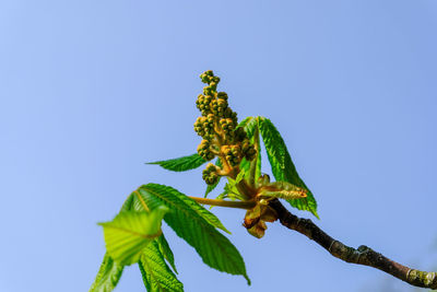 Low angle view of plant against blue sky