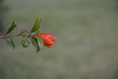 Close-up of red flower