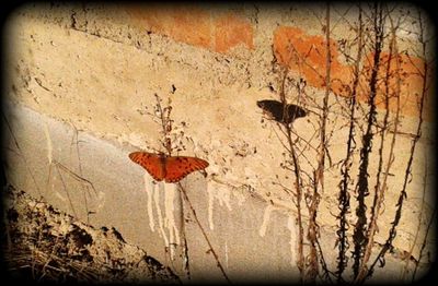 Close-up of bird flying against tree during autumn
