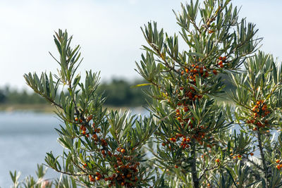 Close-up of berries growing on tree against sky