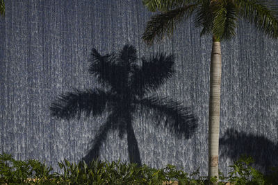 View of palm trees in forest