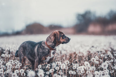 Side view of a dog looking away