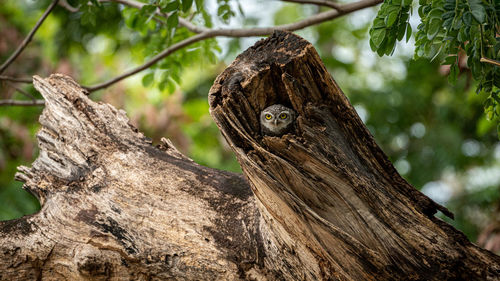 Close-up of lizard on tree trunk