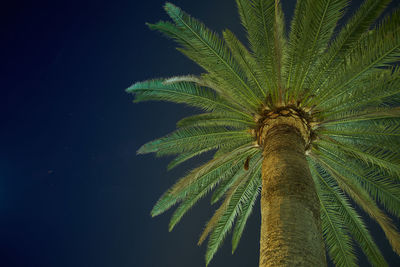 Low angle view of palm tree against sky at night