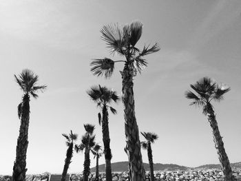 Low angle view of palm trees against clear sky