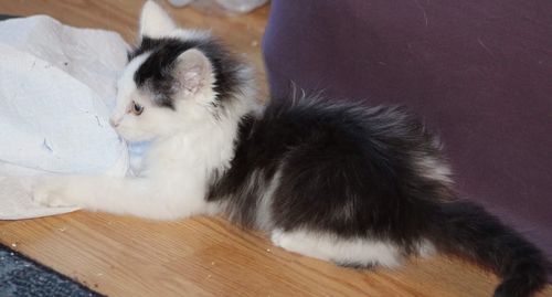 Close-up of cat sitting on sofa