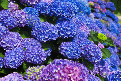 Close-up of purple hydrangea flowers