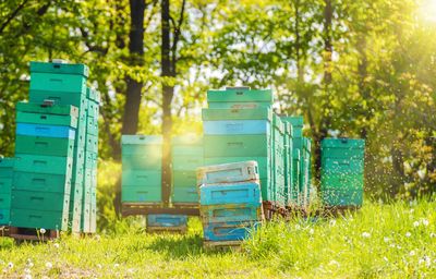 Beehives by trees in summer