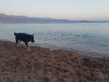 Dog standing on beach