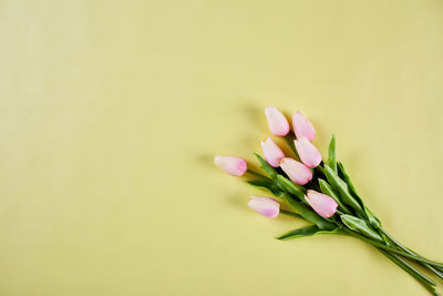 Close-up of purple flower over white background