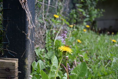 Close-up of yellow flowering plant