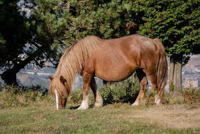 View of horse grazing
