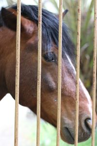 Close-up portrait of horse