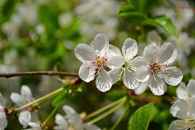 Close-up of white flowers on tree