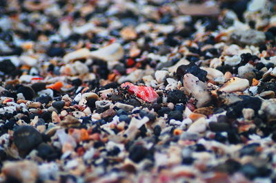 Close-up of multi colored crab on beach