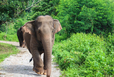 Elephants on road