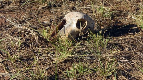 Close-up of sheep lying on grass